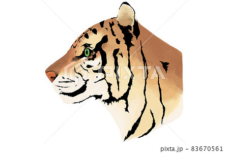 虎の横顔 手描きリアルタッチのイラスト素材