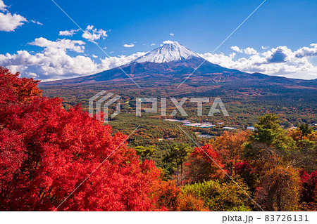 青木ヶ原樹海の写真素材 - PIXTA