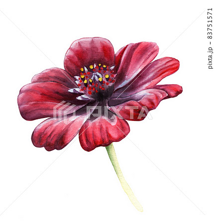 コスモス 植物 花 はがき絵のイラスト素材 コスモス 植物 花 はがき絵のイラスト素材