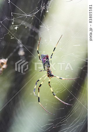 女郎蜘蛛の写真素材