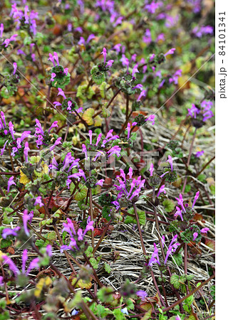 赤紫の花 雑草 植物の写真素材