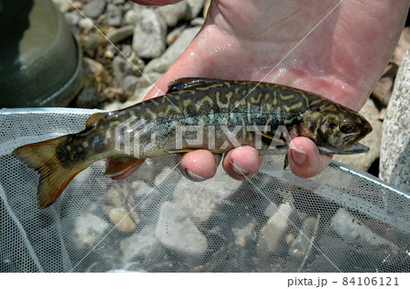 タイガートラウトの写真素材