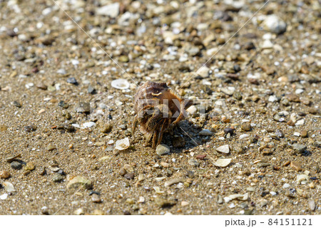 ヤドカリの写真素材集 ピクスタ