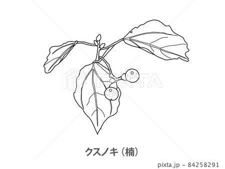 クスノキのイラスト素材 - PIXTA