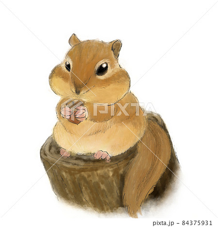 小動物 リス どんぐりのイラスト素材