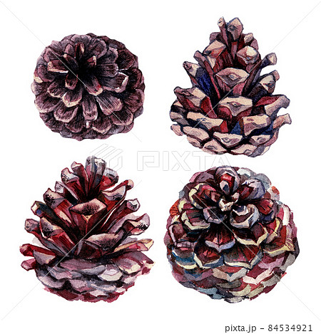 松ぼっくり油彩画 リアルタッチの松ぼっくりの水彩画素材のイラスト素材 [91226156