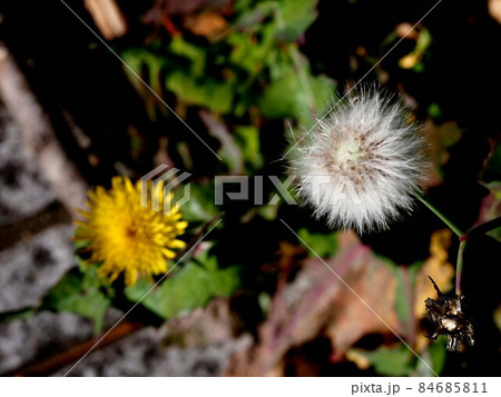 冬 綿毛 ノゲシ 植物の写真素材