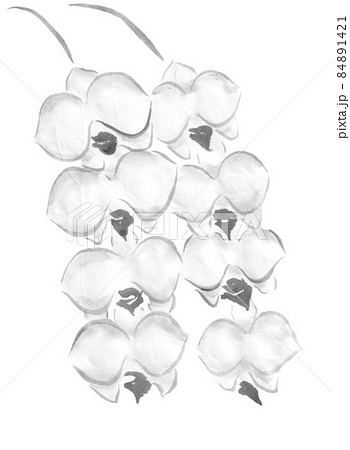 胡蝶蘭 植物 花 蘭のイラスト素材