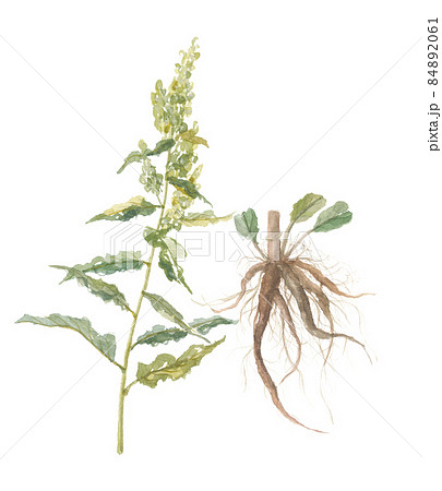 羊蹄根 薬草の写真素材
