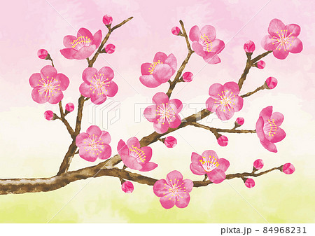 Hirakatsu Rika 水彩画梅