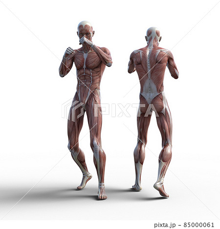 筋肉のイラスト素材集 ピクスタ