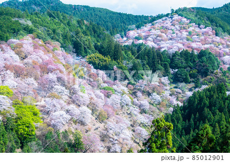 吉野桜の写真素材 - PIXTA