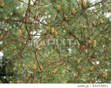松花粉の写真素材