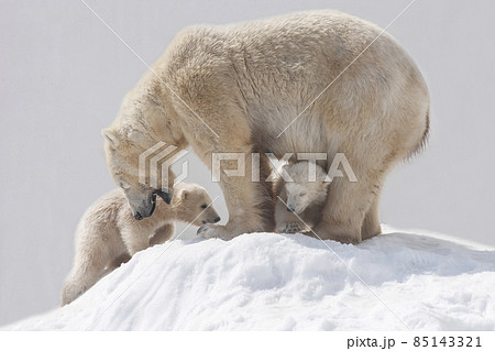 白熊の写真素材