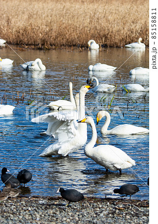 鳥類 渡り鳥 青い鳥 綺麗の写真素材