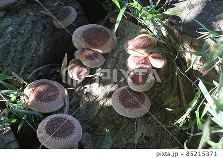 茶色 キノコ 雑木林 きのこの写真素材