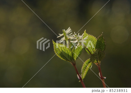 一人静 花 野草 山野草の写真素材