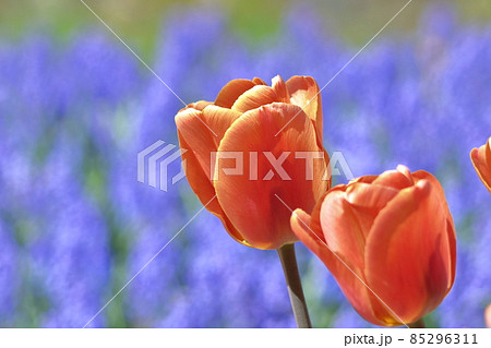 トルコ国花の写真素材