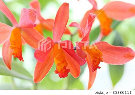 カトレア 花 植物 オレンジ色の写真素材 - PIXTA カトレア 花 植物 オレンジ色の写真素材 - PIXTA