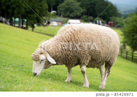 動物 家畜 ひつじ 一匹の写真素材 - PIXTA