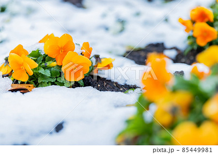 パンジー 黄色 冬 雪の写真素材