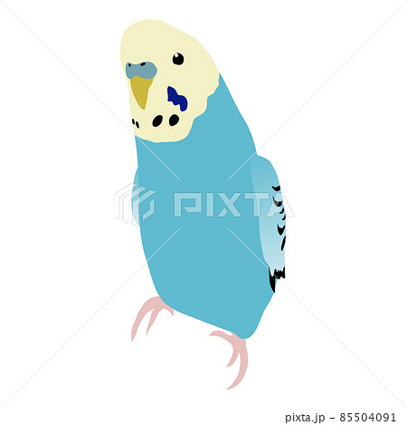 セキセイインコ かわいいのイラスト素材