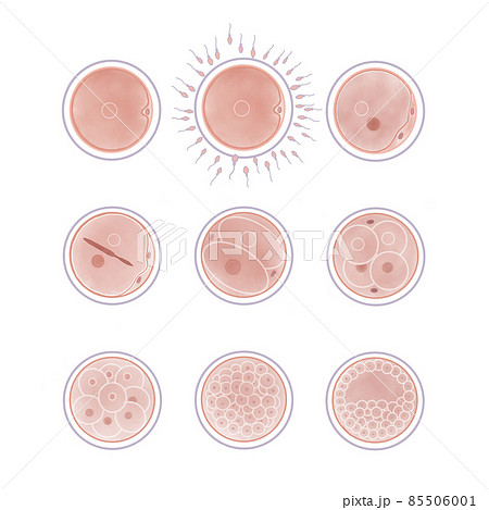 細胞のイラスト素材