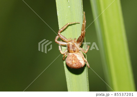 クモ目の写真素材