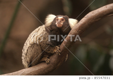大喜利の写真素材 大喜利の写真素材