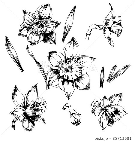Daffodils Illustrations