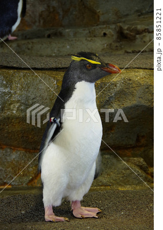 イワトビペンギン キャラクターの写真素材