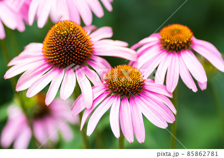 凛とした花の写真素材