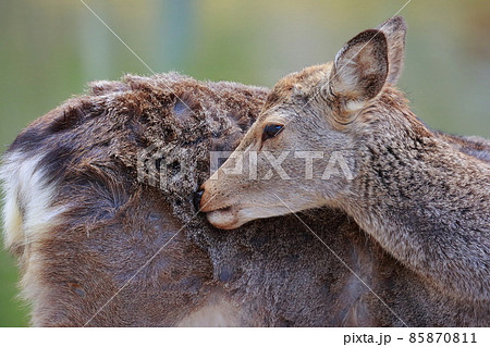 奈良公園 修学旅行 しか シカの写真素材