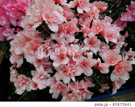 アザレア 花 常緑低木 オランダツツジの写真素材