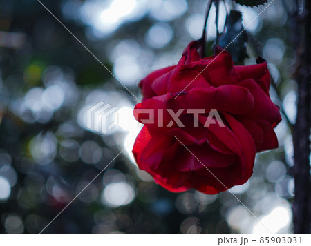 花 薔薇 枯れる 朽ちるの写真素材