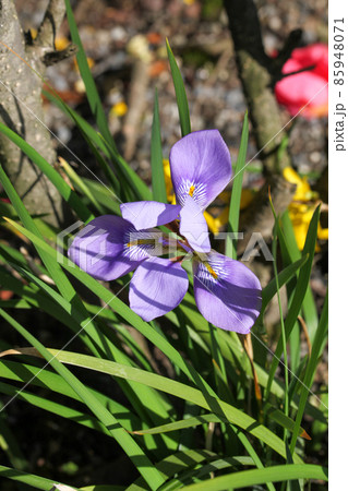 寒あやめの写真素材