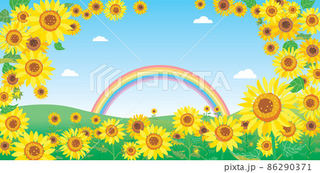 虹 ひまわり ひまわり畑 青空の写真素材 - PIXTA
