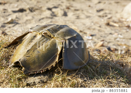 カブトガニ 抜け殻の写真素材 - PIXTA