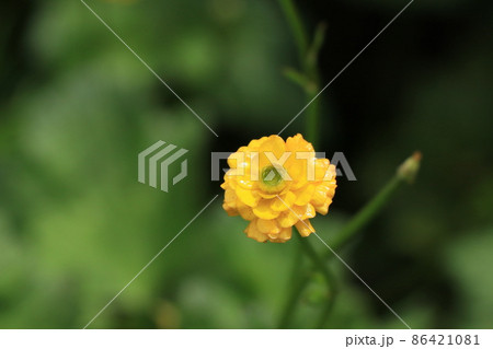 ラナンキュラス ゴールドコインの花の写真素材