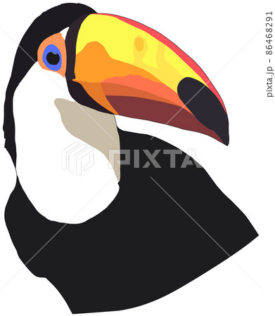 オニオオハシ 鳥類 黒色 鳥の写真素材 - PIXTA