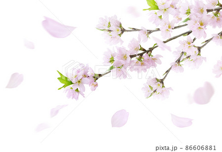 桜の花 花びら のイラスト素材集 ピクスタ