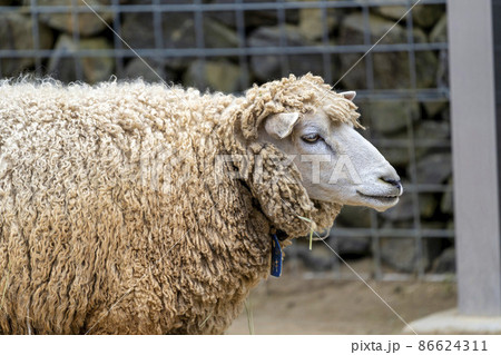 羊の横顔の写真素材