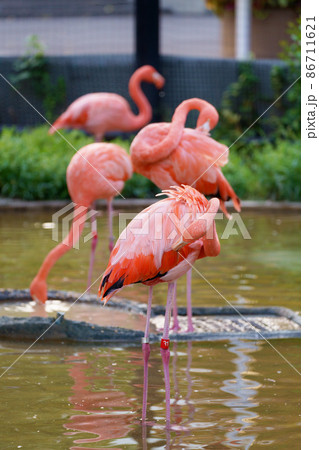 ピンクの鳥 動物 紅色フラミンゴ 水鳥の写真素材