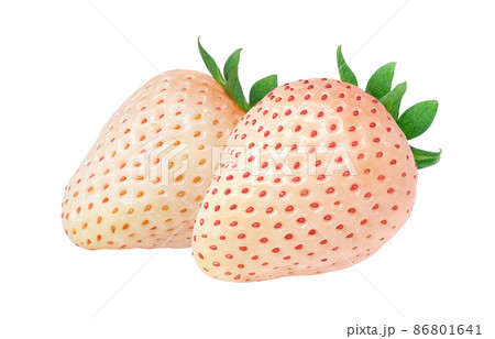 ヘタ 植物のイラスト素材