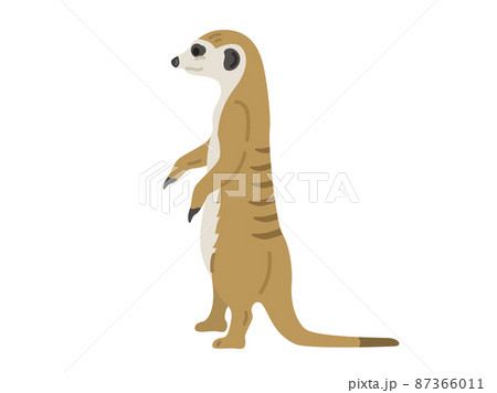 ミーアキャットのイラスト素材集 ピクスタ