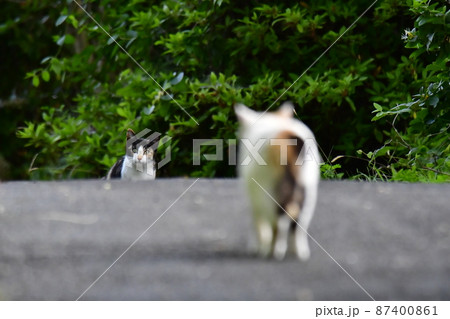 睨み合い 動物の写真素材