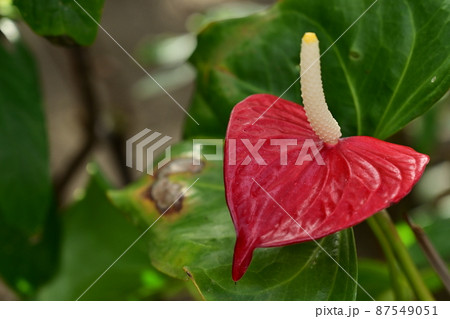 アンスリウムフィオリーノの写真素材