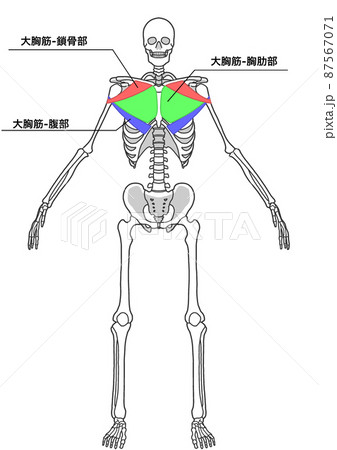 骨 骸骨のイラスト素材集 ピクスタ