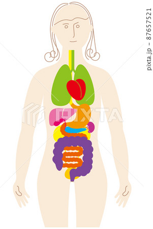 内臓 カラフル 人物 女性のイラスト素材