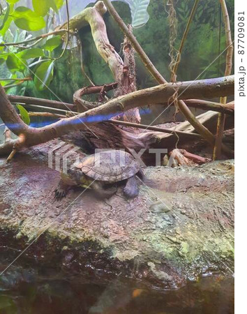 亀 カメ かめ 岩の写真素材